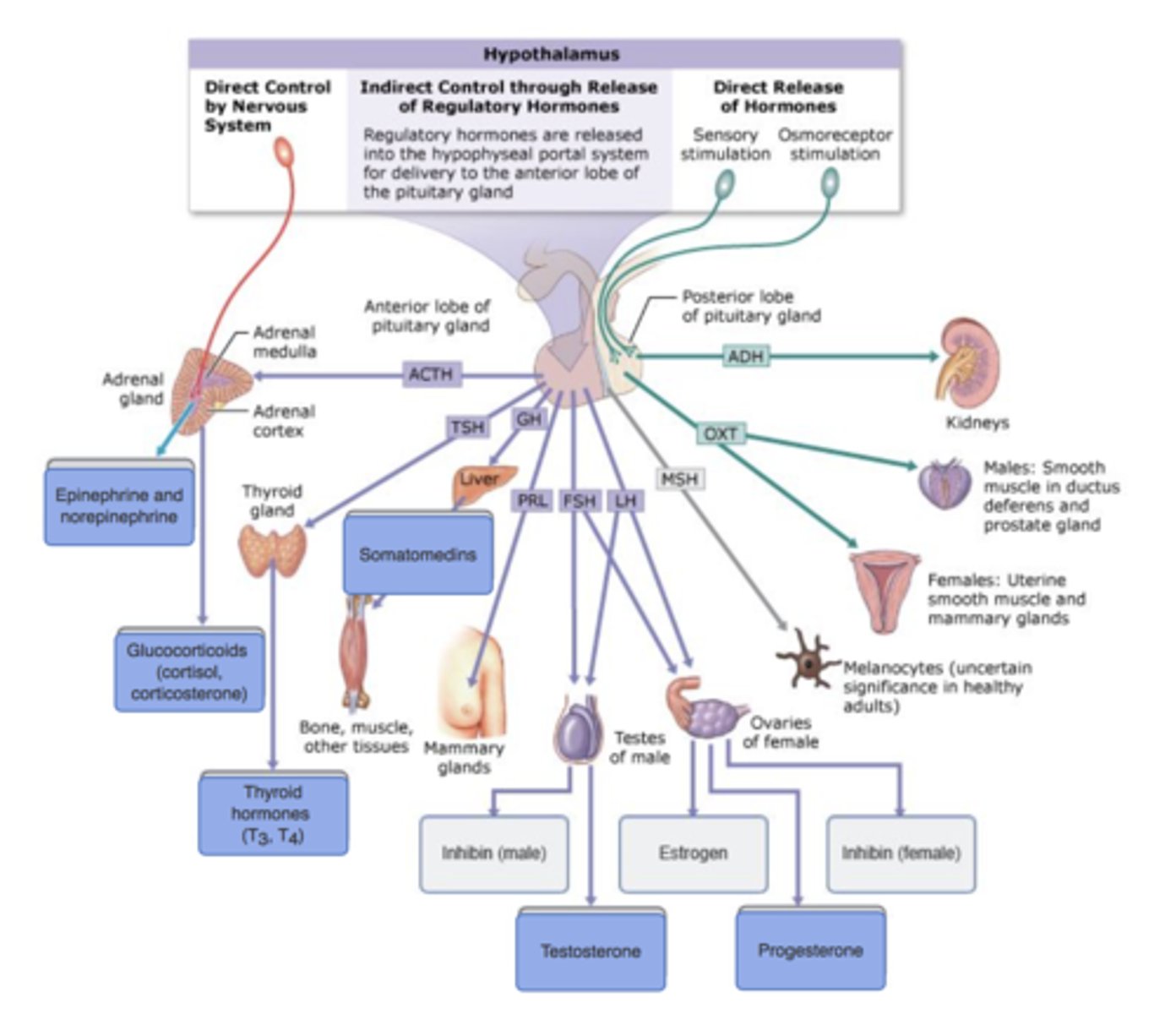 <p>Growth hormone (HGH)</p><p>Thyroid-stimulating hormone (TSH)</p><p>Adrenocorticotropic hormone (ACTH)</p><p>Prolactin</p><p>Follicle-stimulating hormone (FSH)</p><p>luteinizing hormone (LH)</p><p>Oxytocin</p><p>Antidiuretic Hormone (ADH)</p>