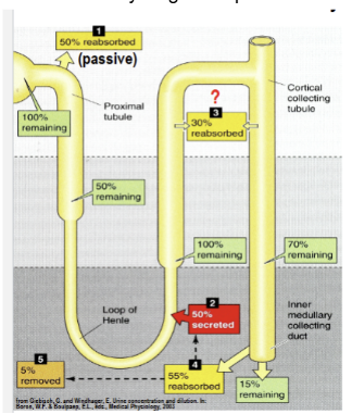 <p>The tip of the tDLH and tALH secrete ~50% of filtered urea. renal physiological process where the kidneys reabsorb and secrete urea multiple times. This mechanism builds a high solute concentration in the renal medulla, enabling the body to conserve water and excrete highly concentrated urine</p>