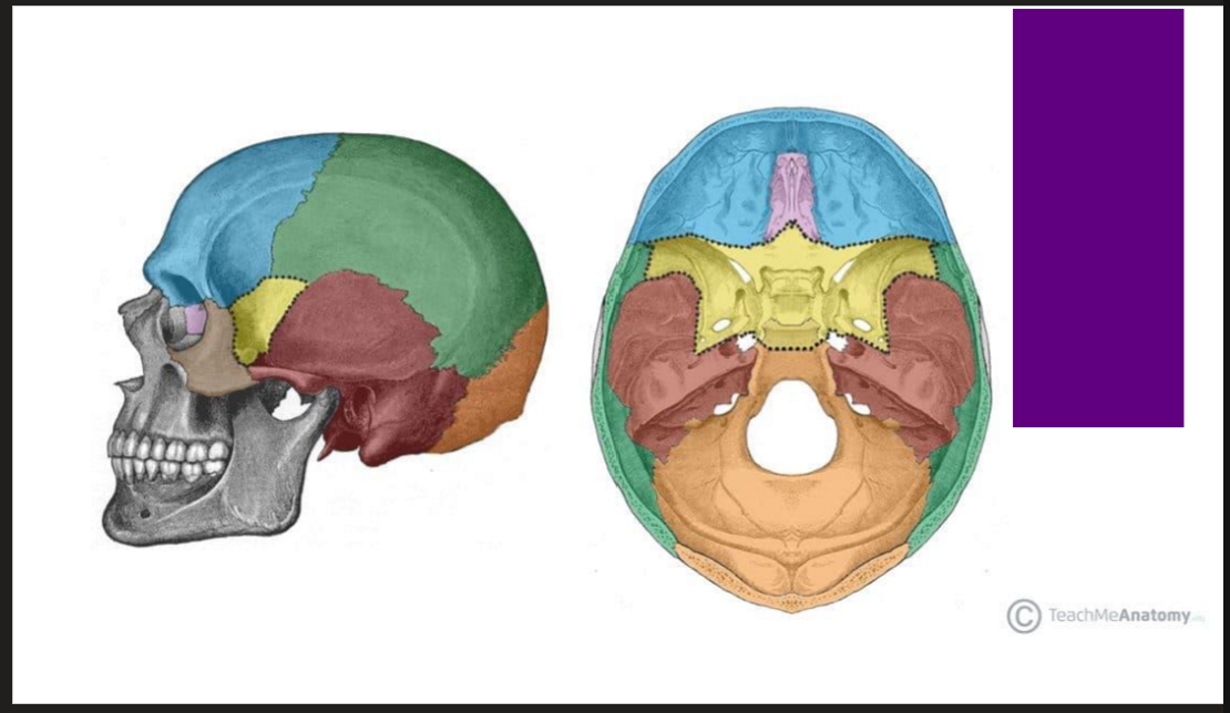 <p>Label the bones!</p>