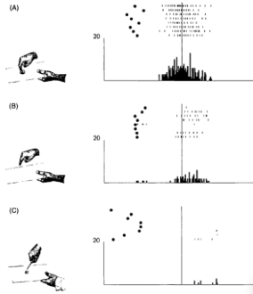 <ul><li><p><span style="background-color: transparent;">MNs only responded to meaningful goal reactions&nbsp;</span></p><ul><li><p><span style="background-color: transparent;">When monkeys are repeatedly exposed to those types of actions, they complete the same actions, and plasticity in the systems&nbsp;</span></p></li></ul></li><li><p><span style="background-color: transparent;">MNs have only been tested in invasive studies on animals&nbsp;</span></p><ul><li><p><span style="background-color: transparent;">Only suggested evidence in humans in possible responses&nbsp;</span></p></li><li><p><span style="background-color: transparent;">Could be an evolutionary design or a low-level learning function&nbsp;</span></p></li></ul></li></ul><ol><li><p><span style="background-color: transparent;">Human action towards food – strong response</span></p></li><li><p><span style="background-color: transparent;">Human action, no food – weak response</span></p></li><li><p><span style="background-color: transparent;">Action towards food using pliers – initially, Gallese reported no responses, but monkeys eventually “understood” these actions, and MNs responded</span></p></li></ol><p></p>