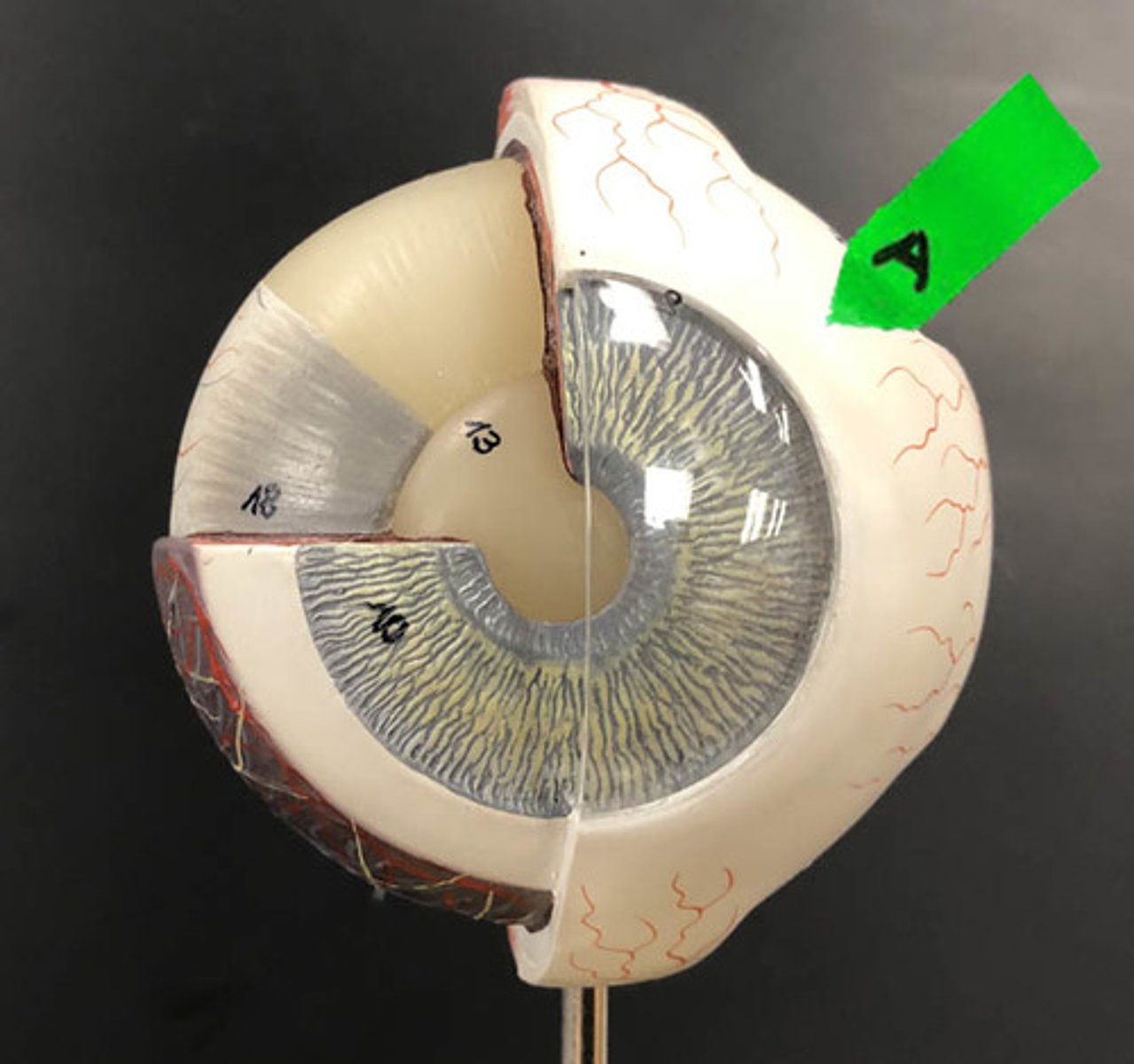 <p>Identify this white layer.</p>