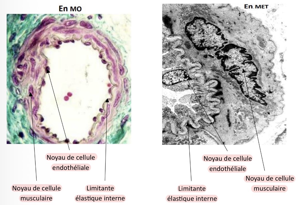 <p>Artérioles</p>