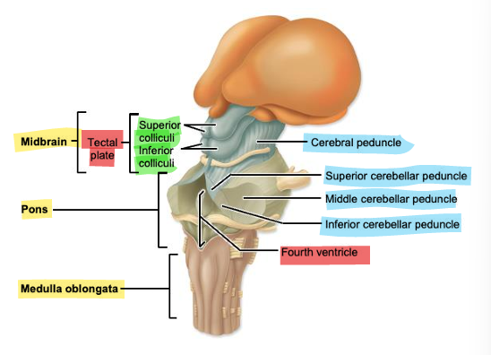 <p>located on the posterior side of the midbrain, 4 bumps</p>