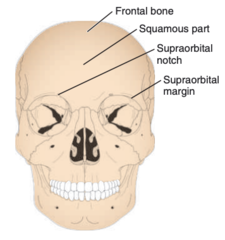 <p>the bone of the forehead</p>