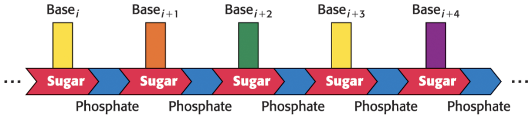 <p>nucleic acids</p>