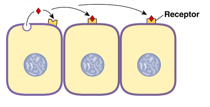 <p>LOCAL cell to cell communication: Autocrine signals + Paracrine signals</p>