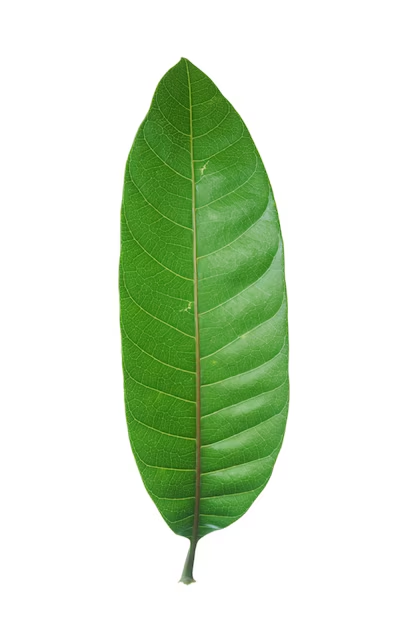 <p>2–4 times longer than it is wide, with nearly parallel sides and rounded ends, giving it a long, rectangular outline</p>