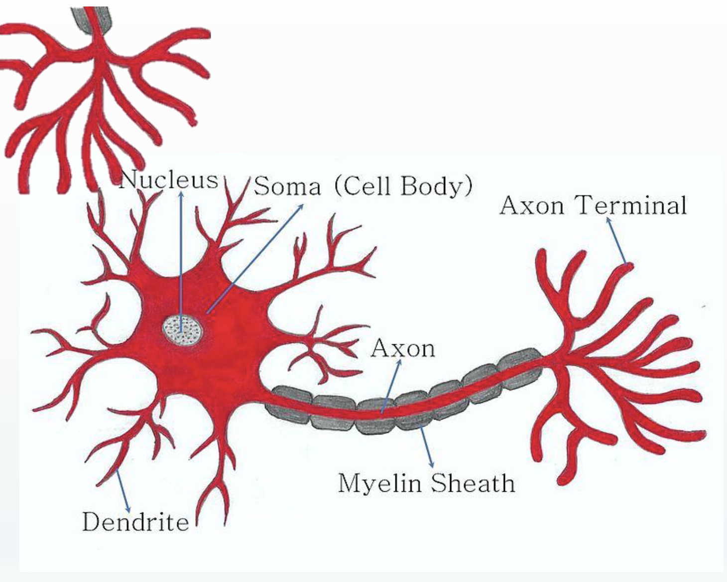 <ul><li><p>Electrical and chemical signals pass <span style="color: yellow;">from the axon terminal</span> of one neuron <span style="color: yellow;">to the dendrites</span> of the next neuron</p></li><li><p><mark data-color="red" style="background-color: red; color: inherit;">Soma</mark> → <mark data-color="blue" style="background-color: blue; color: inherit;">gray matter</mark></p></li><li><p><mark data-color="red" style="background-color: red; color: inherit;">Myelin sheath</mark> → <mark data-color="blue" style="background-color: blue; color: inherit;">white matter</mark></p></li><li><p>Both <mark data-color="green" style="background-color: green; color: inherit;">electrical and chemical responses</mark> can be measured by <mark data-color="red" style="background-color: red; color: inherit;">brain imaging devices</mark></p></li><li><p>Both <mark data-color="green" style="background-color: green; color: inherit;">gray and white matter activations</mark> can be measured by <mark data-color="red" style="background-color: red; color: inherit;">brain imaging devices</mark></p></li><li><p><mark data-color="green" style="background-color: green; color: inherit;">There is a correlation between electrical signals and blood flow</mark></p></li></ul><p></p>