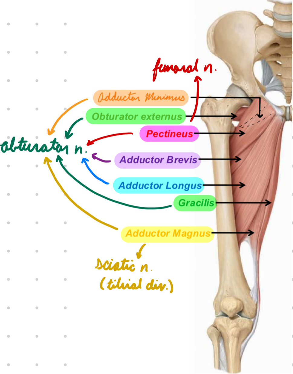 <p>Innervation: Obturator n.</p><p>Action: Hip adduction</p>