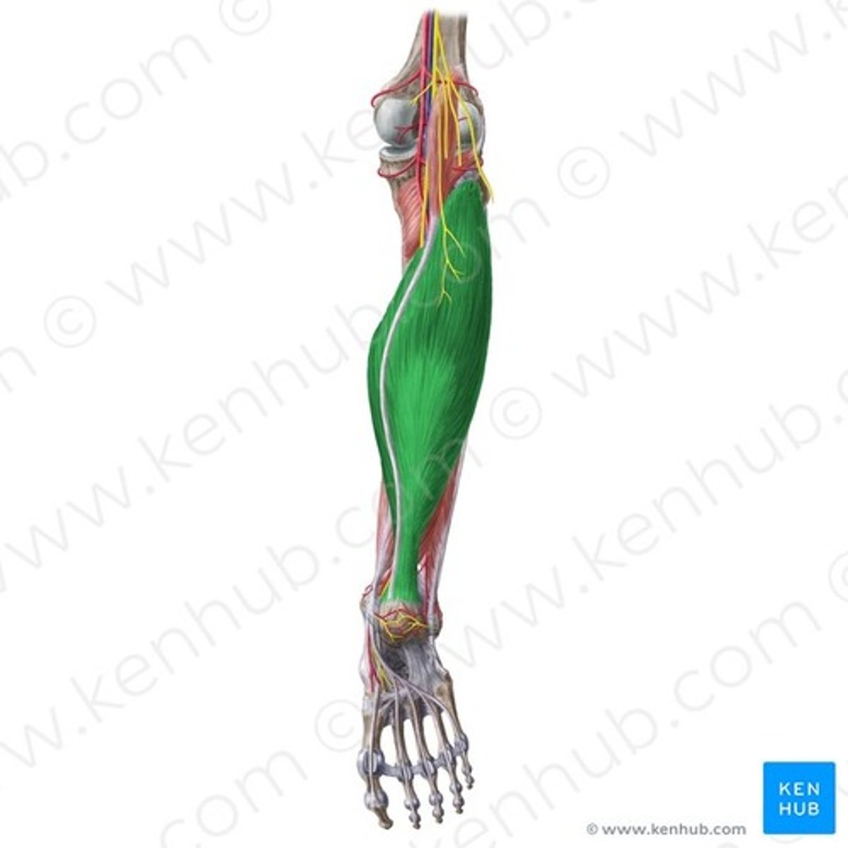 <p>Gastrocnemius and soleus</p>