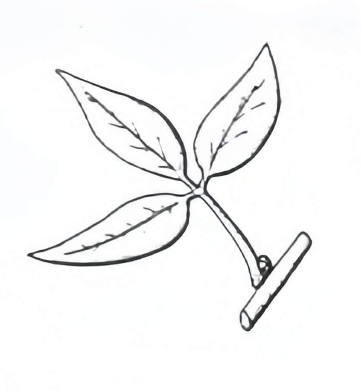 <p>Ternately Compound </p>