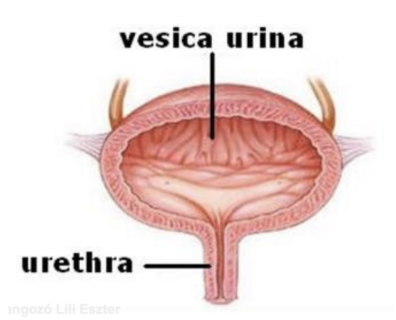 <ul><li><p style="text-align: justify;"><span style="background-color: transparent;"><em>Urethra</em></span></p></li><li><p style="text-align: justify;"><span style="background-color: transparent;">A vizeletet a hólyagból a külvilágba juttatja</span></p></li><li><p style="text-align: justify;"><span><strong>Női húgycső</strong></span><span style="background-color: transparent;">: 4-5 cm hosszú, nyálkahártyával bélelt cső, külső nyílása a hüvelybemenet felett található</span></p><ul><li><p style="text-align: justify;"><span style="background-color: transparent;">Összenőtt a közvetlenül mögötte elhelyezkedő hüvely mellső falával</span></p></li></ul></li></ul><ul><li><p style="text-align: justify;"><span><strong>Férfi húgycső</strong></span><span style="background-color: transparent;">: 20 cm hosszú, kétszeresen görbült cső</span></p><ul><li><p style="text-align: justify;"><span style="background-color: transparent;">A húgycső a hólyagból indul, a dülmirigyet átfúrva függőlegesen halad, majd megtörik: ez az <em><u>első görbület</u></em></span></p></li><li><p style="text-align: justify;"><span style="background-color: transparent;">A gáti szakaszon vízszintesen halad előre a szeméremízület felé, ahol ismételten megtörik: ez a <em><u>második görbület</u></em>, majd függőlegesen halad a hímvesszőig</span></p></li></ul></li></ul><p></p>