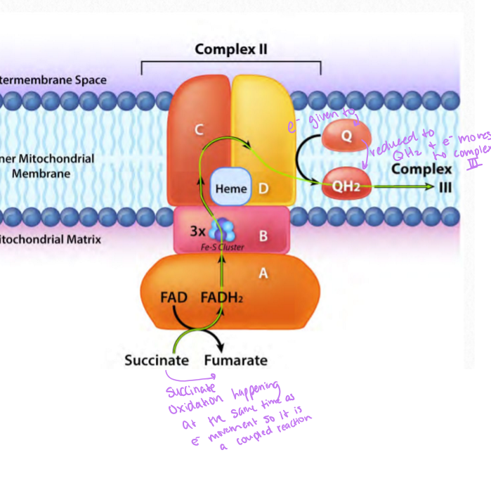 <p>succinate dehydrogenase and is the electron acceptor from FADH2</p>