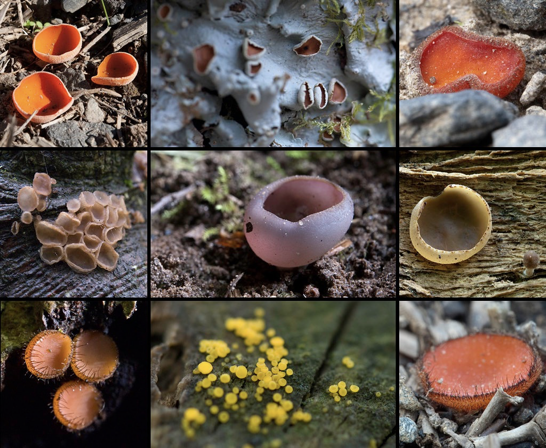 <p>Ascomycetes (phylum Ascomycota) </p>