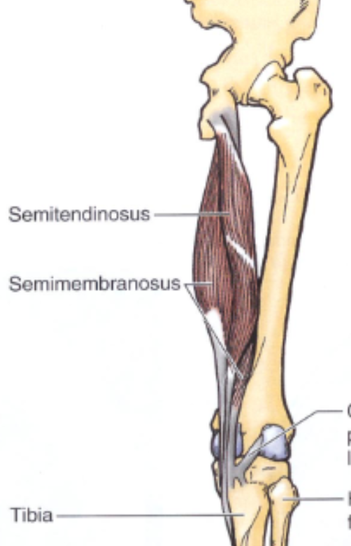 <p>origin: ischial tuberosity</p><p>insertion: medial, proximal tibial shaft</p>