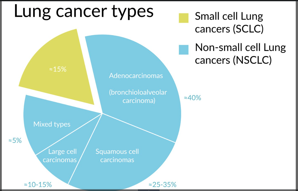 <ul><li><p><span>small cell lung cancer (SCLC) </span></p></li><li><p><span>non-small cell lung cancer (NSCLC)</span></p></li></ul><p></p>