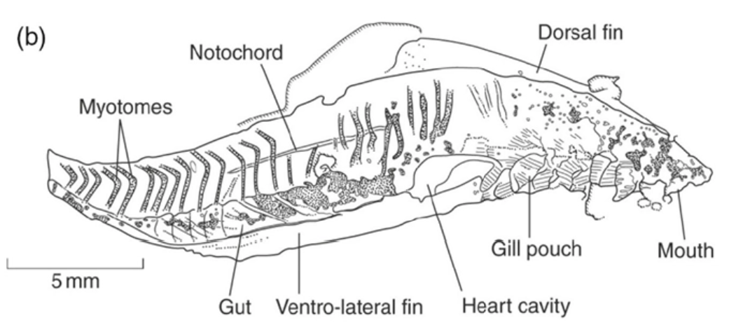 <p>agnathan, small tapered animal, pharyngeal arches, notochord, rudimentary vertebrae, lobate extension to head (brain)</p>