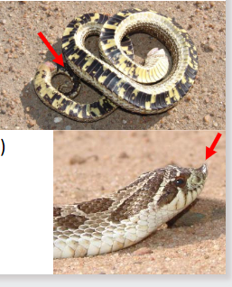 <p>Family: Dipsadidae</p><p>Location: West 2/3 of KS</p><p>ID: <span style="font-size: calc(var(--scale-factor)*22.37px);">Back: Tan-gray Background & Alternating back & Side blotches; Belly: Black with irregular Yellow blocks, dark under tail; divided anal plate; strongly keeled scales; sharply upturned snouts; eye strip</span><br>Life/History: <span style="font-size: calc(var(--scale-factor)*22.34px);">Diurnal Terrestrial toad eaters; likes sandy substrate near burrows; digs up prey with its nose; persistent and playing dead</span></p><p><span style="font-size: calc(var(--scale-factor)*22.34px);">Status: SINC</span></p>