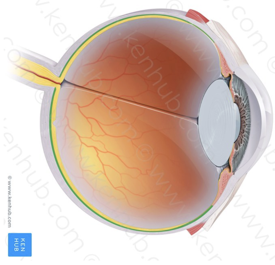 <p>Choroid</p>