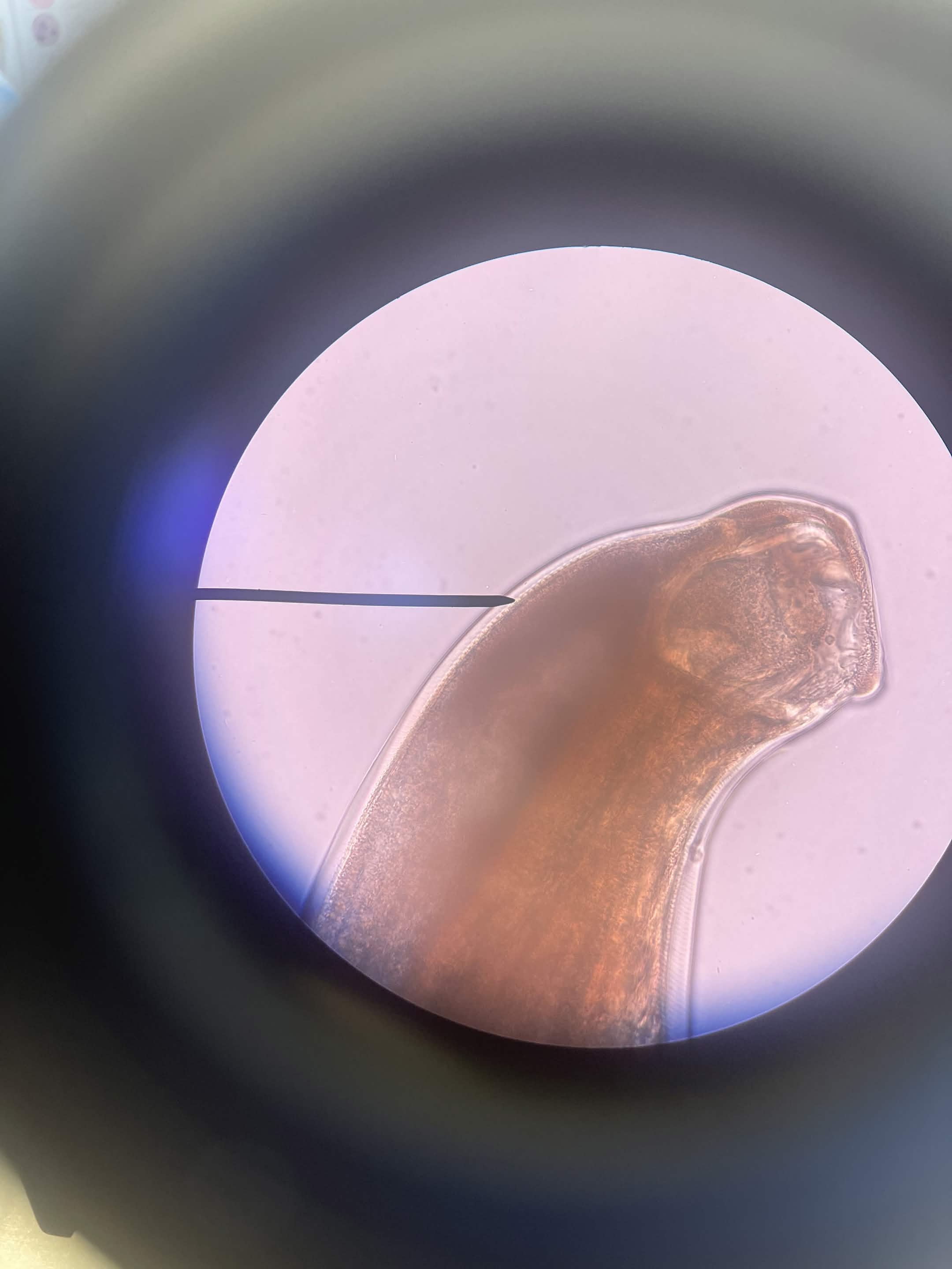 <p>What is this?</p>