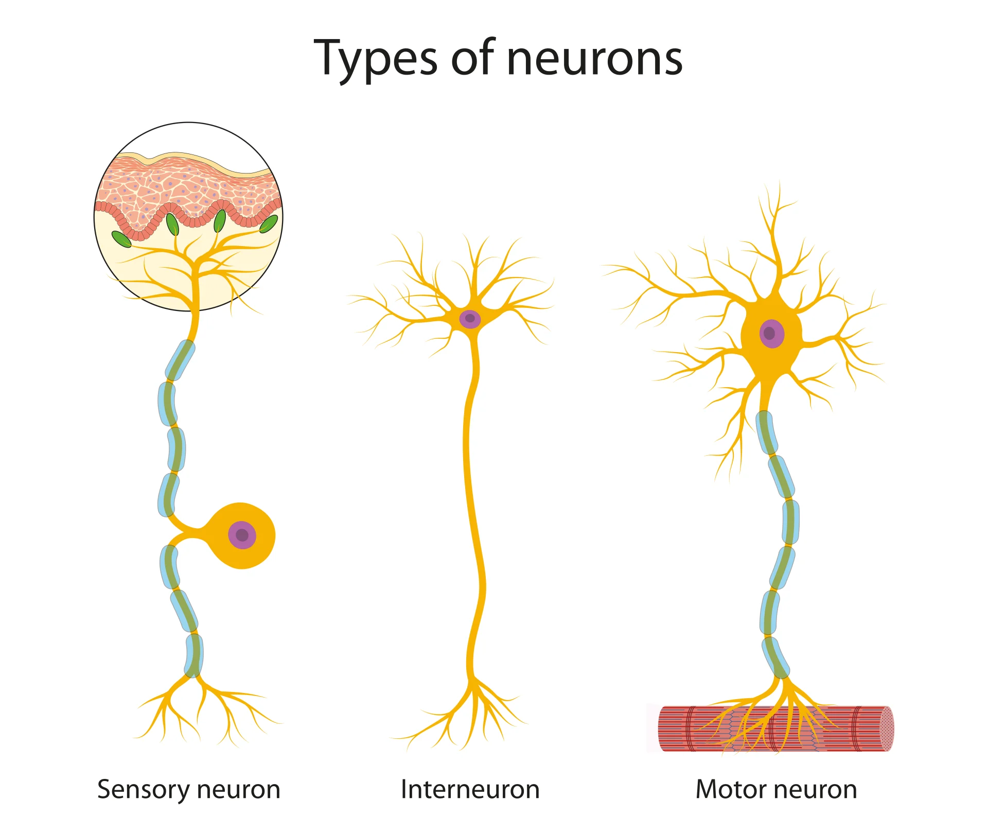 <p>1) Sensory: Carry signals from receptors to spinal cord, LONG Dendrites, SHORT Axons</p><p>2) Relay: Connect sensory neuron to other relay/motor neurons. SHORT Dendrites, SHORT Axons.</p><p>3) Motor: Carry signals from CNS to effectors, SHORT Dendrites, LONG Axons</p>