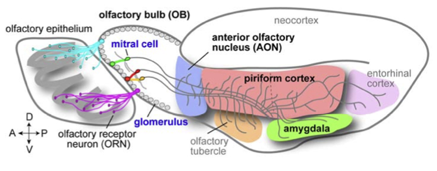 <ol><li><p><strong>Primary olfactory cortex: </strong>Made up of <strong>anterior olfactory nucleus (AON), piriform cortex, olfactory tubercle</strong></p></li></ol><ol start="2"><li><p><strong>Amygdala </strong>(emotion)</p></li><li><p><strong>Lateral entorhinal cortex </strong>(memory)</p></li></ol><p></p>