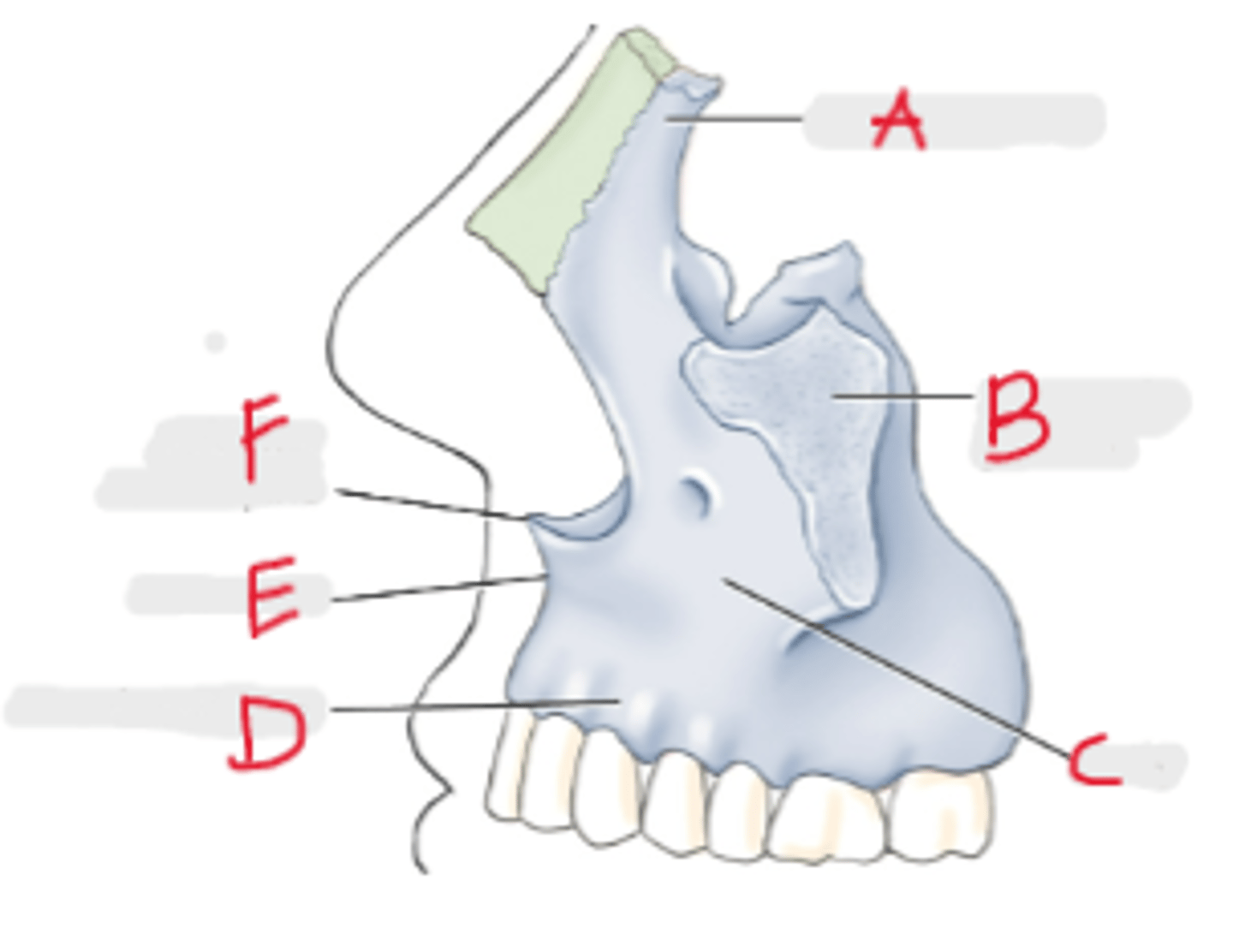 <p>E</p>