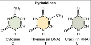 <p>pyrimidine</p>
