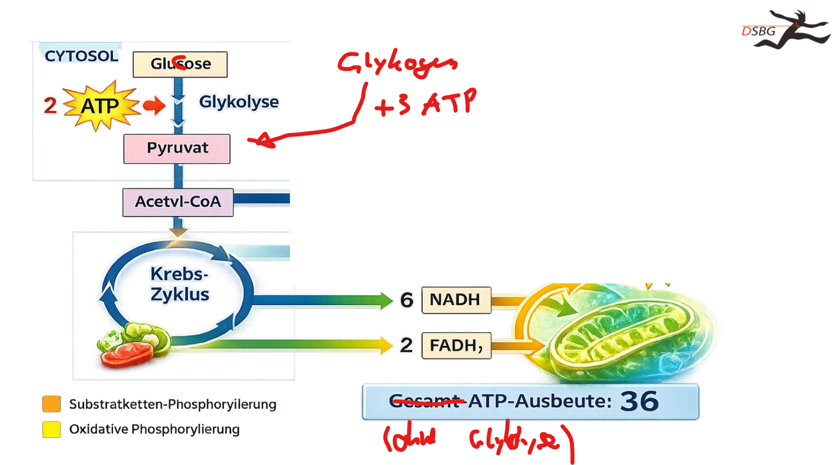 <p>38 ATP</p>