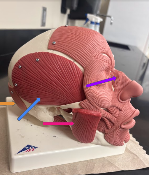 <p>What muscle is the orange arrow pointing at?</p>