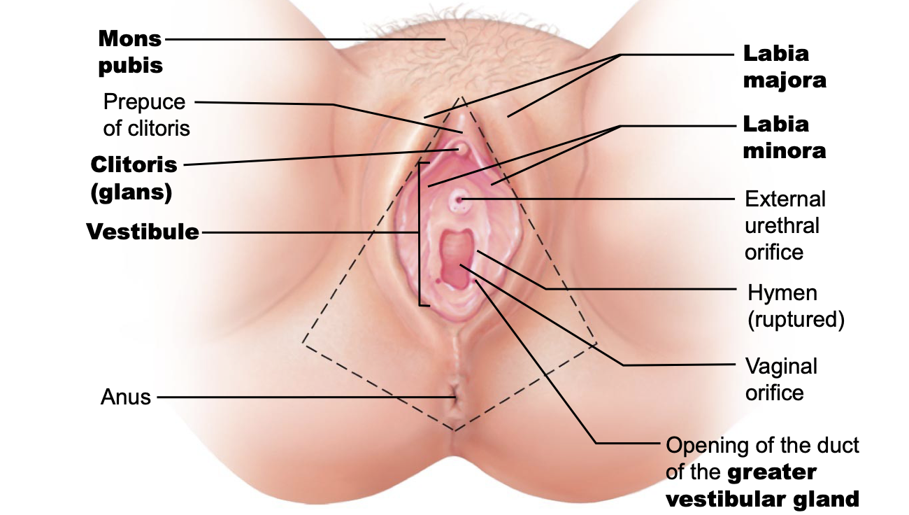<p><span>Labia majora are outer hair-covered folds; labia minora are inner hairless folds.</span></p>