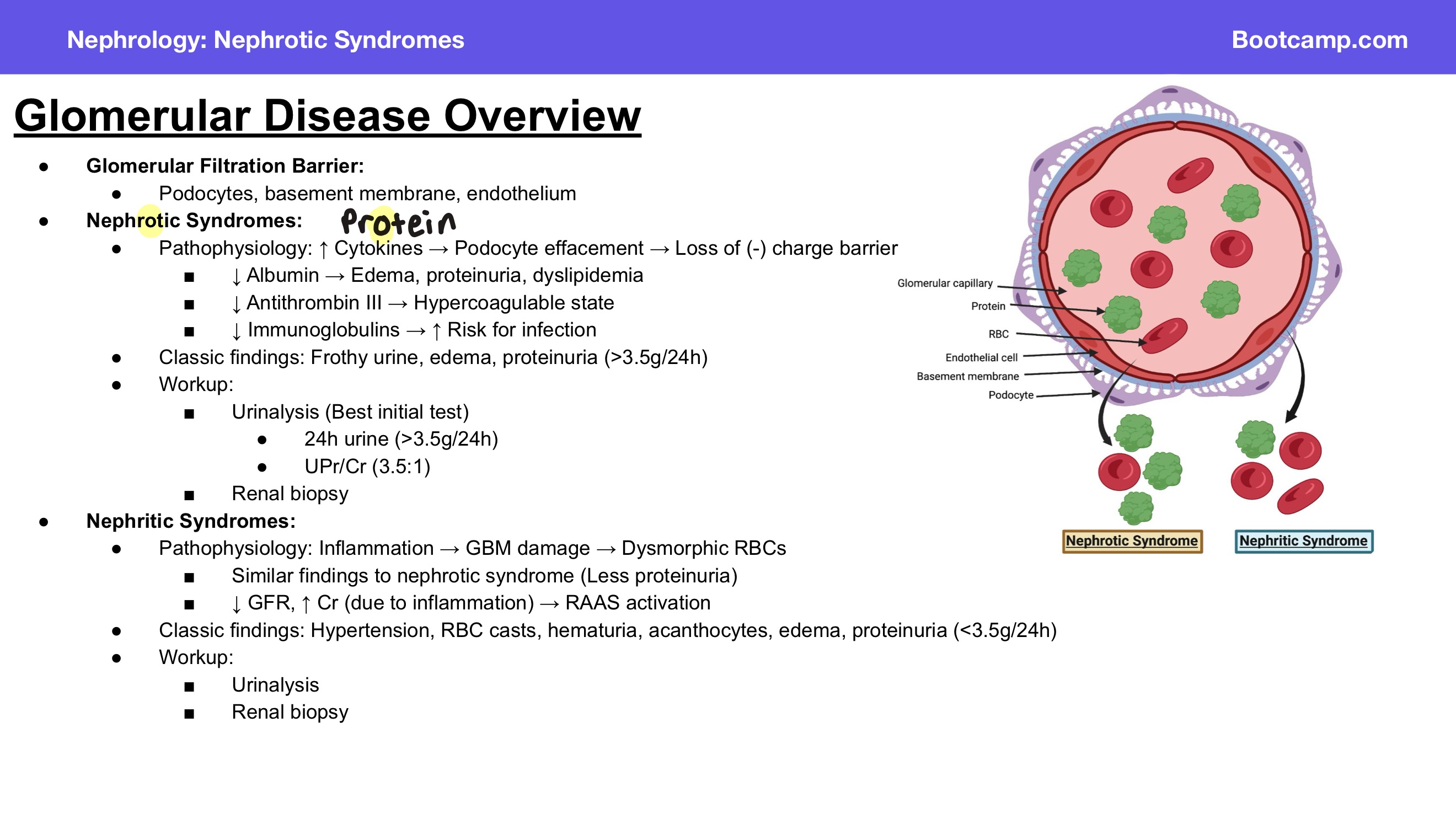 <p>Answer: Podocytes, basement membrane, and endothelium.</p><p>Extra Information:</p><ul><li><p>These structures form the filtration barrier shown in the slide's glomerular capillary diagram.</p></li></ul><p></p>