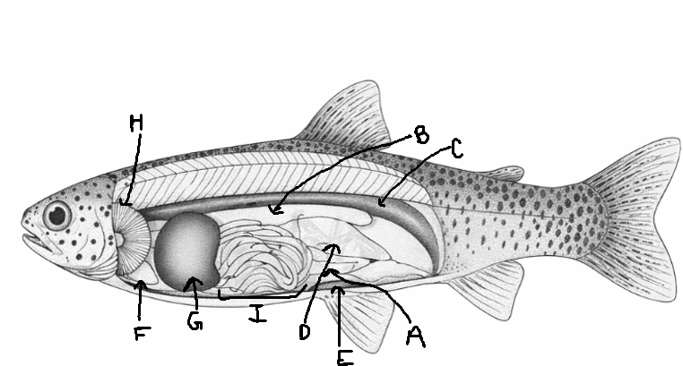 <p>What does letter A show in this diagram? </p>