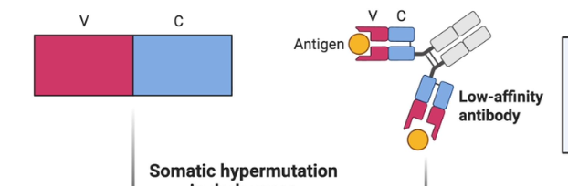 <p>Initially the BCR of a B cell may be specific enough for an antigen to bind successfully, but weakly</p><ul><li><p>the Antibodies from this B cell may not be very effective</p></li></ul><p></p>