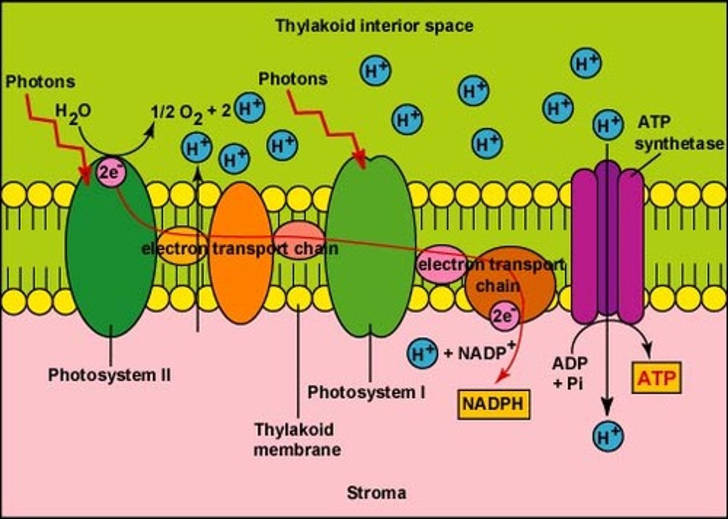 <p>2 electrons go through an ETC and combine with NADP+ and H+ to from NADPH </p><p>(this NADPH is used in the calvin cycle to create glucose)</p>