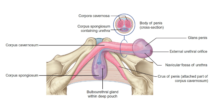 <p>Erectile tissues </p>
