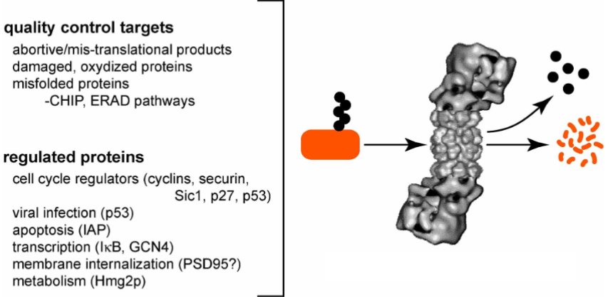 <ul><li><p>there are 2 major classes of proteasome substrates</p></li><li><p>proteins targeted by a protein quality control pathway and proteins degraded by a regulated pathway</p></li></ul><p></p>