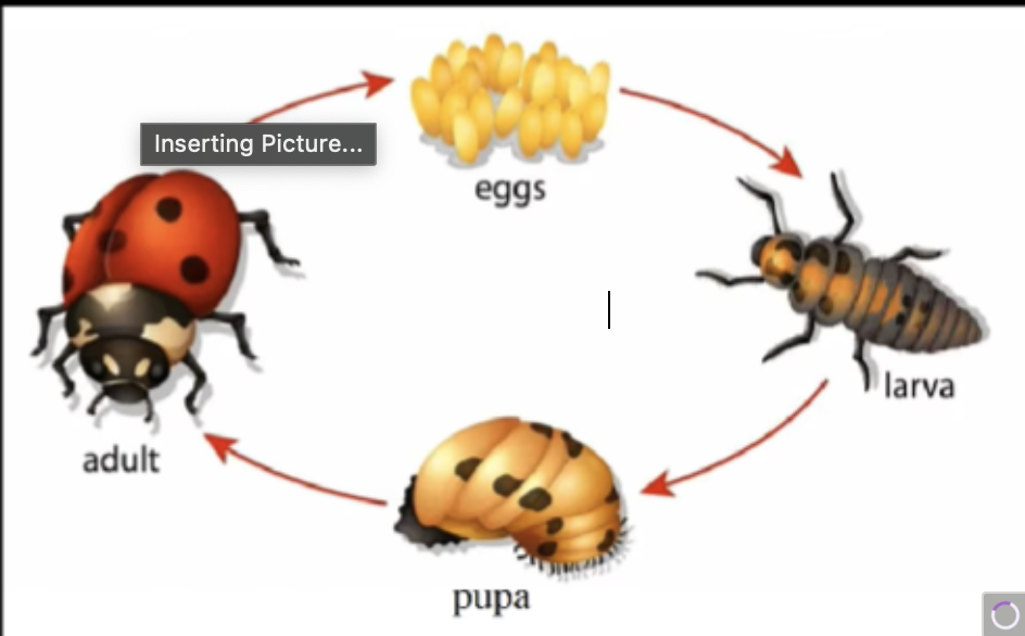 <p>What life cycle is this?</p>