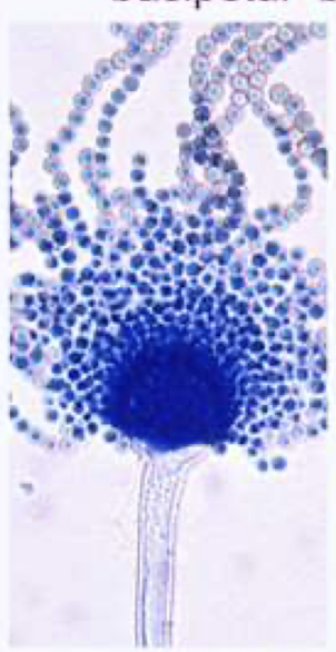 <p>genus </p>