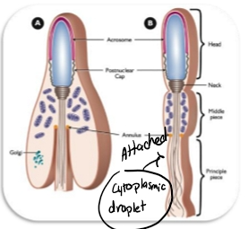 <ul><li><p>Final assembly &amp; elongation</p></li><li><p>Acrosome completely wraps around nucleus</p></li><li><p>Mitochondria wrap around centriole in helical fashion</p></li></ul><p><strong>Key Events</strong></p><ul><li><p>Final shaping of the sperm head.</p></li><li><p><strong>Excess cytoplasm is removed</strong> (forms the residual body).</p></li><li><p>Mitochondria migrate and wrap around the <strong>proximal tail</strong> → forming the <strong>midpiece</strong>.</p></li><li><p>Tail becomes fully functional.</p></li></ul><p><strong>What to memorize</strong></p><ul><li><p><strong>Cytoplasm removed, mitochondria form midpiece, tail becomes motile.</strong></p></li></ul><p></p><p><span><strong>Key Events</strong></span></p><ol type="1"><li><p><span><strong>Final shaping of the sperm head</strong></span></p><ul><li><p><span><strong>Nucleus becomes extremely condensed.</strong></span></p></li><li><p><span><strong>Acrosome finishes wrapping.</strong></span></p></li></ul></li><li><p><span><strong>Mitochondria wrap around the midpiece</strong></span></p><ul><li><p><span><strong>Form a tight spiral around the proximal tail.</strong></span></p></li><li><p><span><strong>Provide ATP for motility.</strong></span></p></li></ul></li><li><p><span><strong>Tail becomes fully functional</strong></span></p><ul><li><p><span><strong>Principal piece (flagellum) forms.</strong></span></p></li><li><p><span><strong>Sperm becomes hydrodynamic.</strong></span></p></li></ul></li><li><p><span><strong>Excess cytoplasm is removed</strong></span></p><ul><li><p><span><strong>Forms the cytoplasmic droplet.</strong></span></p></li></ul></li></ol><p><span><strong>What to memorize</strong></span></p><ul><li><p><span><strong>Maturation phase = final head shaping + mitochondrial wrapping + cytoplasm removal.</strong></span></p></li></ul><p></p>