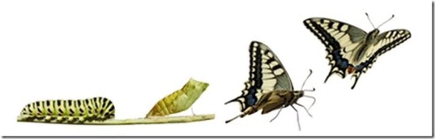 <p>thay đổi, biến hóa</p>