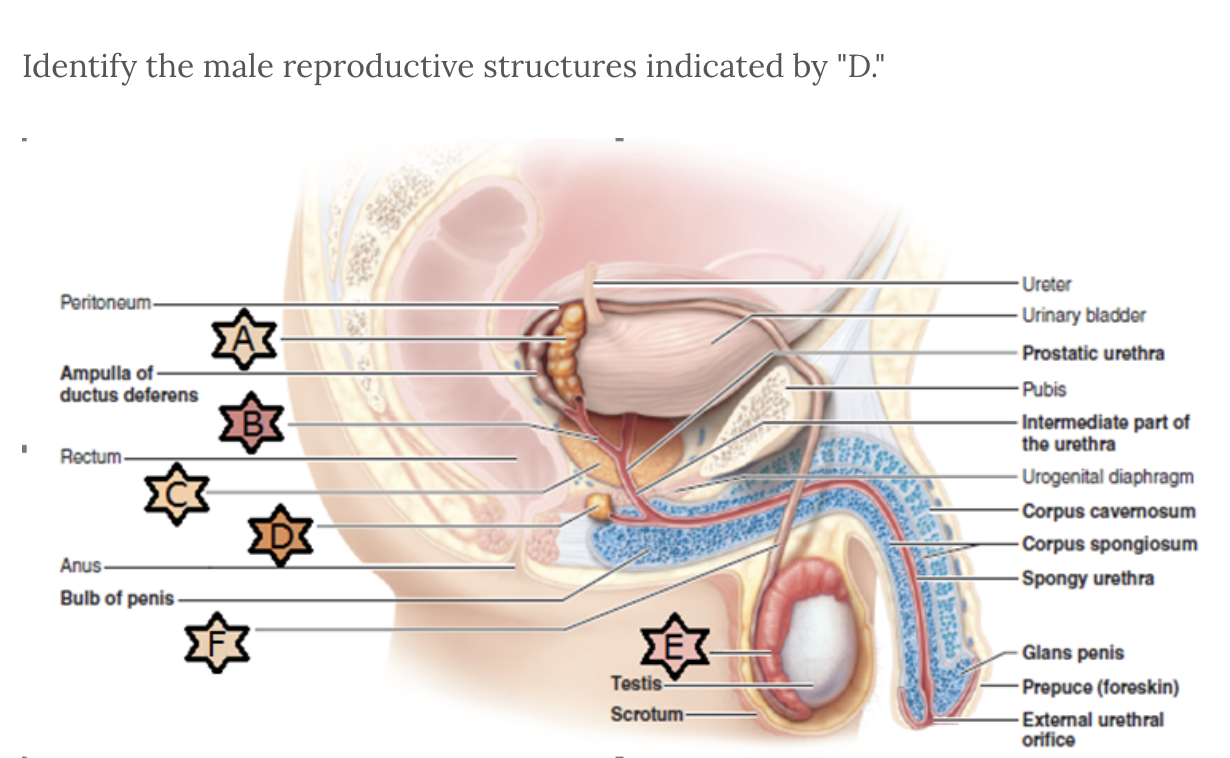 <p>Identify D</p>