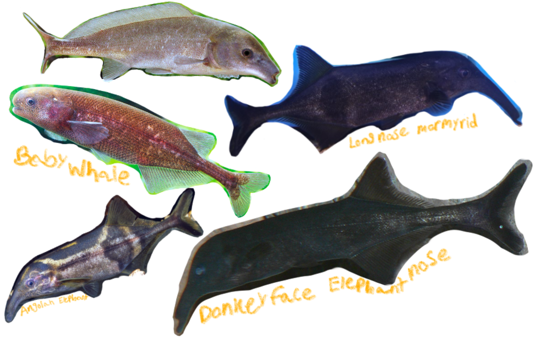 <p>Freshwater elephantfish</p><p>(Can’t find anything for etymology tbh)</p><p>Includes: Baby whale, Donkeyface elephantnose, Angolan elephant fish, Long nose mormyrid, Double nosed elephantnose, Wormjawed mormyrid, Peter’s elephantnose, Elephant fish, Freshwater dolphinfish</p><p>*Found in temperate</p><p></p>