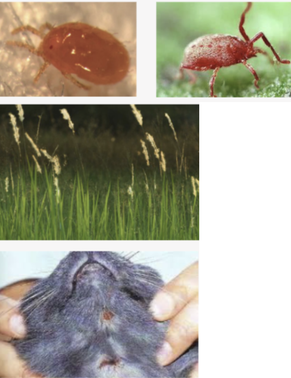 <p>What is the Common name for this mite?</p>