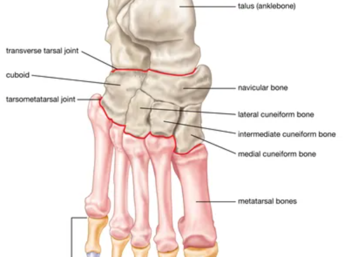 <p>Talus</p>