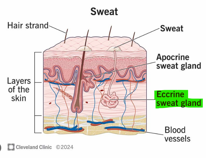 <p>These glands produce sweat necessary for evaporative cooling</p>