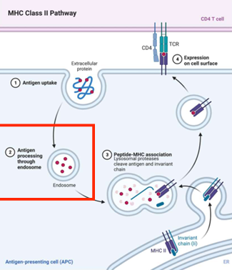 <p>digest; strong</p><p><br>peptides; presented</p><p></p><p>degradation</p>