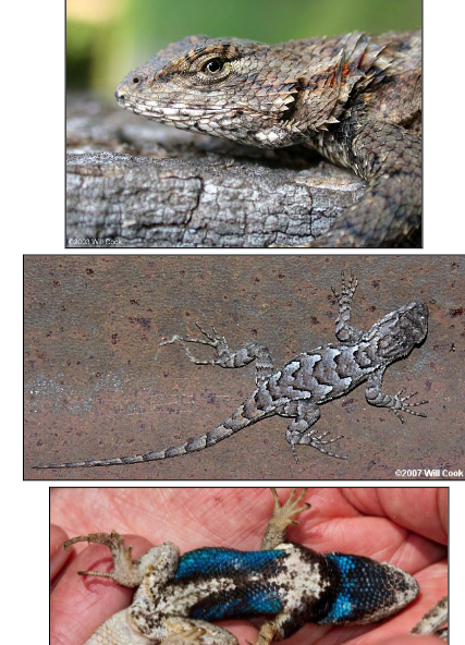 <p>Eastern Fence Lizard, emerge early</p>