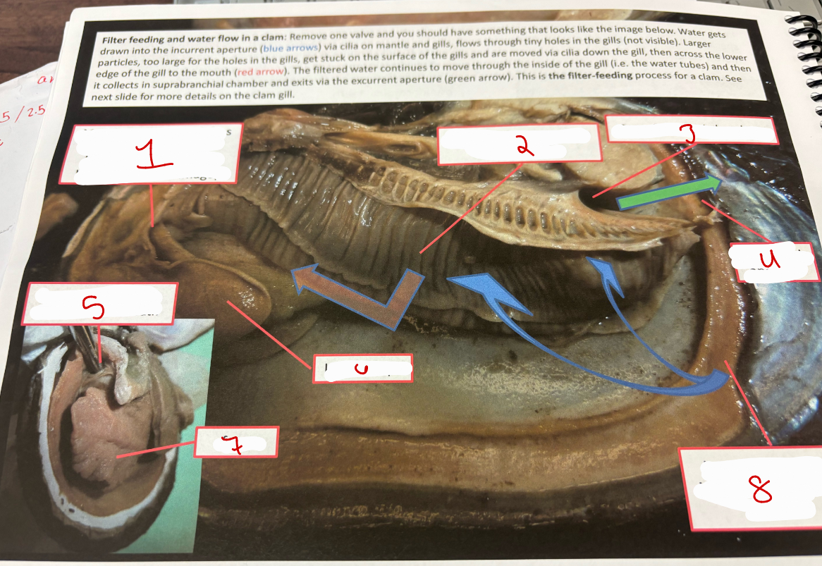 <p>Water Flow Clam</p>