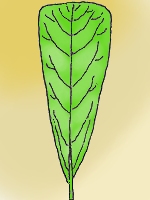 <p>wedge-shaped</p>